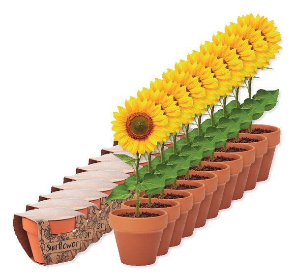 Pack de 100 GiftRetail MO6147 - SUNFLOWER Pot graines de tournesol